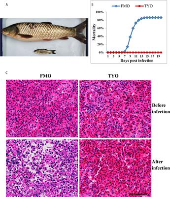 Multi-Omics Sequencing Provides Insights Into Age-Dependent Susceptibility of Grass Carp (Ctenopharyngodon idellus) to Reovirus